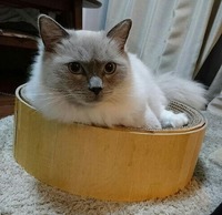 ☆猫壱写真投稿キャンペーンご当選☆