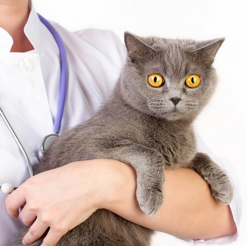 教えて服部先生！猫の寿命が延びるかも？猫の腎臓病治療の最新情報とは