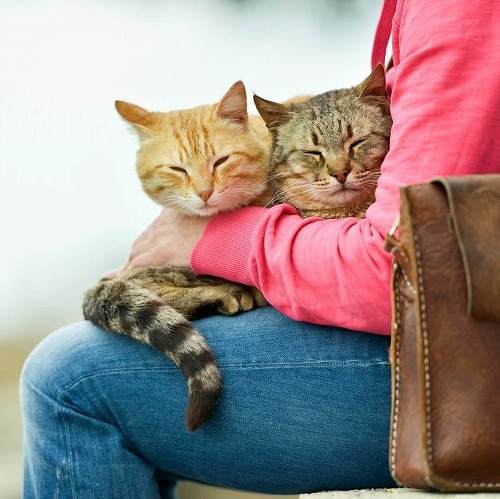 死ぬまでペットと一緒に暮らしたい！そのために今からやるべきこと①