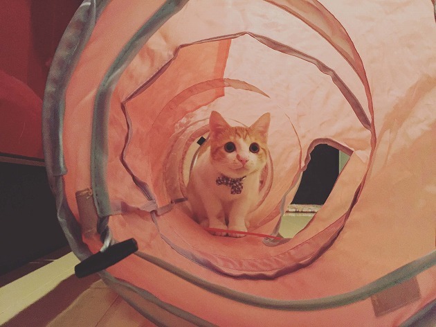 やっぱりこれ大好き