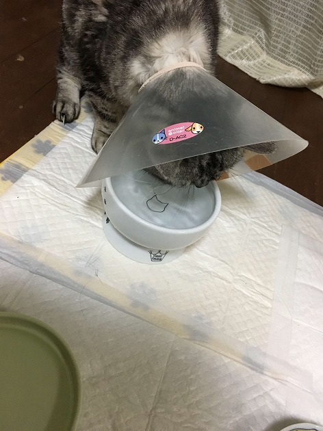 脚付きボウル飲みやすい！