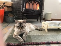 ストーブ前でぽっかぽか