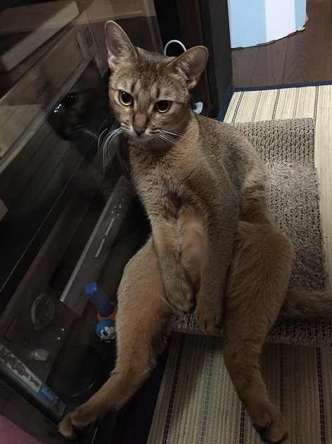 オヤジポーズでよっこらしょ