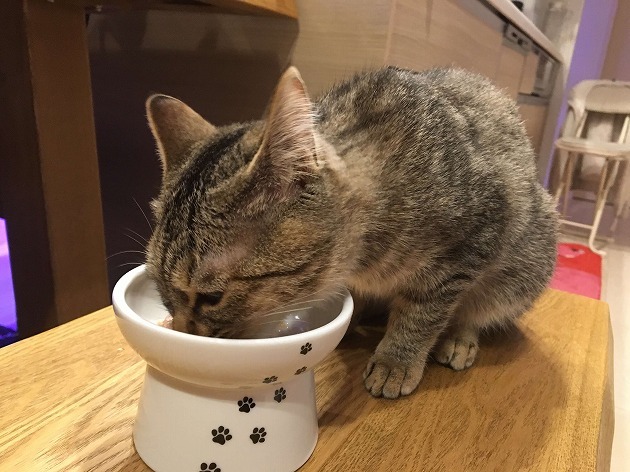 おいしいニャー