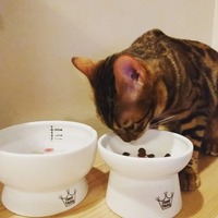 ご飯より遊びたい