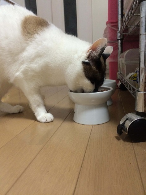 ごはん食べやすくなったねポーちゃん❤