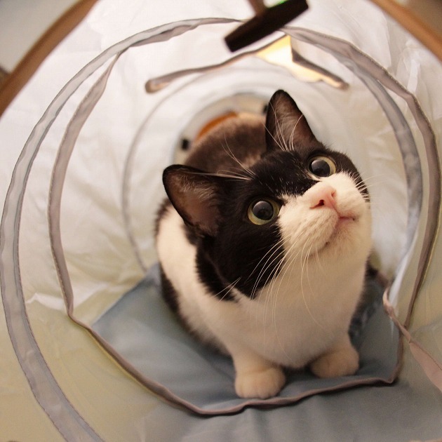 ワクワクトンネルにゃ❤