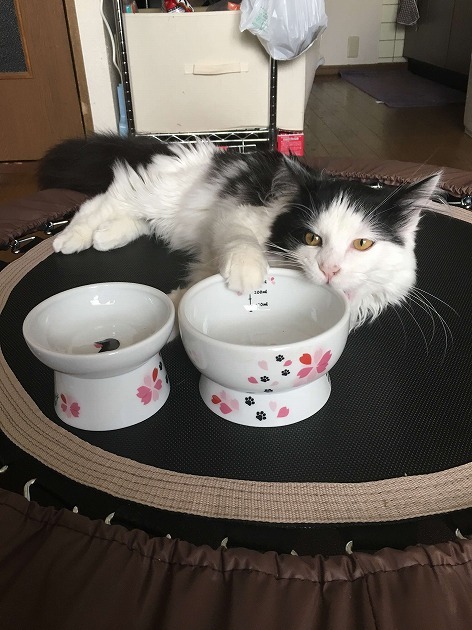 花よりだんごにゃ！ごはん！