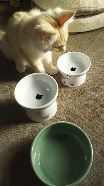 これで早くご飯が食べたいにゃ