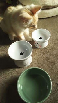 これで早くご飯が食べたいにゃ