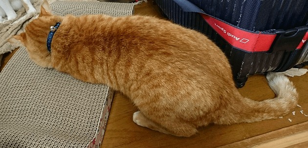 バリバリするよりスリスリ(笑)