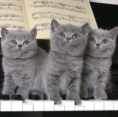 猫は第４オクターブの○の音が好き！猫と音楽の不思議な関係