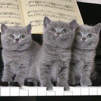 猫は第４オクターブの○の音が好き！猫と音楽の不思議な関係