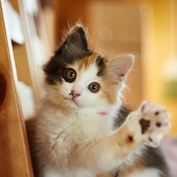 【猫の歴史】日本最古の猫の名前を知ってる？「猫の最初」にまつわるトリビア