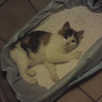 トイレの砂を替えると寝転ぶのはナゼ？猫のトイレの不思議な行動