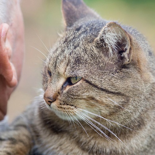 7歳をすぎた猫はそろそろ老齢期。知っておきたい猫の一生の基礎知識