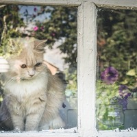 愛猫と上手にお別れするために「ペットロス」を乗り切るための4か条