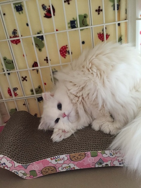 バリバリベッドの上でテンションアゲアゲ