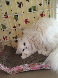 バリバリベッドの上でテンションアゲアゲ