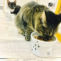 縦並びでごはん