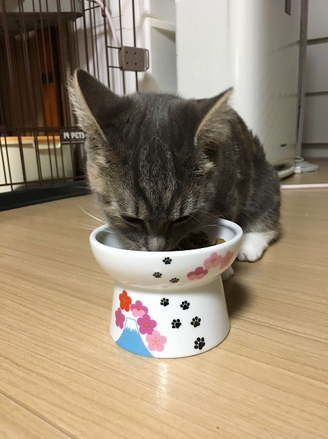 あたちのお茶碗