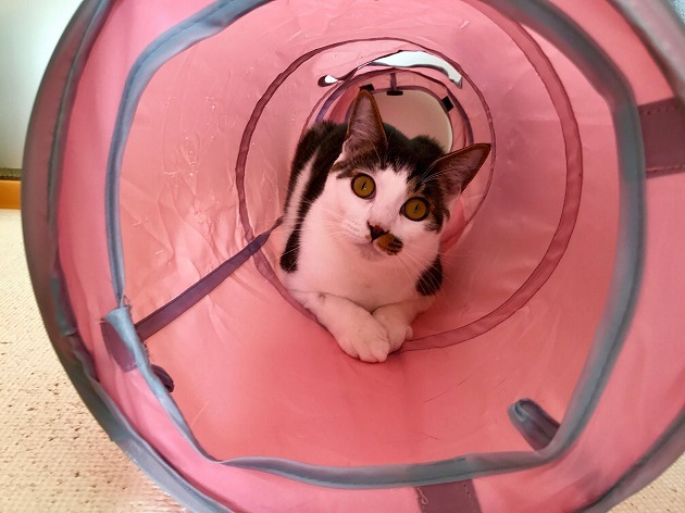 お気に入りだにゃん♪