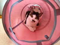 お気に入りだにゃん♪