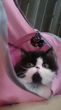 初めてのおもちゃ