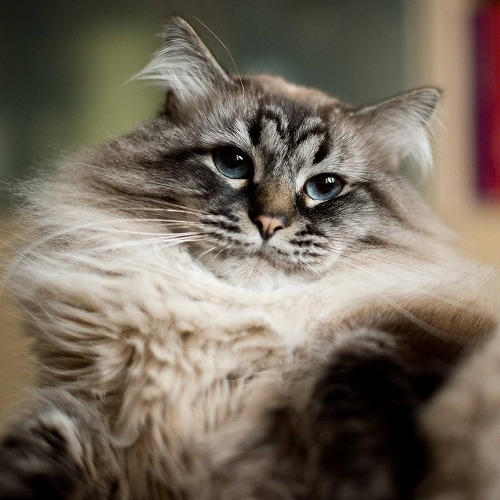 あなたの愛が猫をイライラさせるかも？愛猫をストレスをから守るコツ