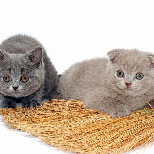 コロコロよりもおすすめ！プロに教わる猫の抜け毛お掃除術とは