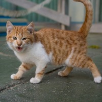 猫に「やめて！」を伝えたいとき・この方法はOK?それともNG行為？