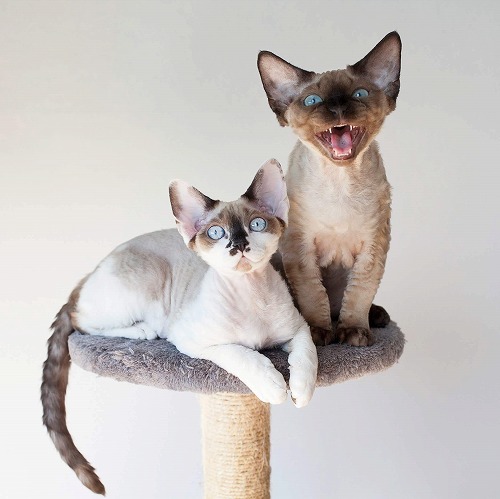 なぜ鳴いてるか見極めろ！猫が早朝に鳴く理由別対処法～後編～