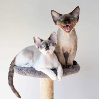 なぜ鳴いてるか見極めろ！猫が早朝に鳴く理由別対処法～後編～