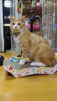 かじりたくなるほどお気に入り