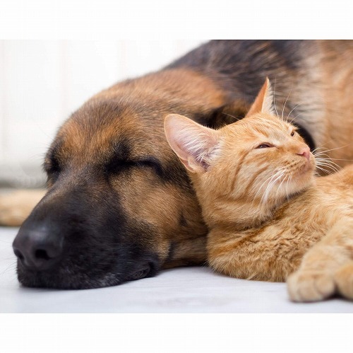 犬と猫の睡眠時間ははぼ同じって知ってた？猫と犬と人の怖い共通点とは