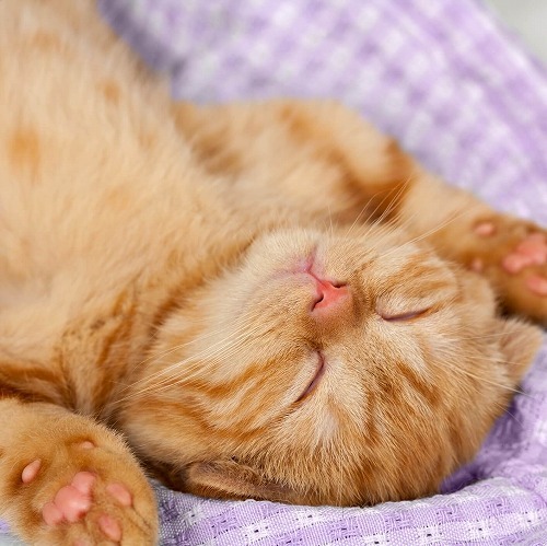 猫は〇〇で健康になる！愛猫に試してみたい究極のストレス解消法