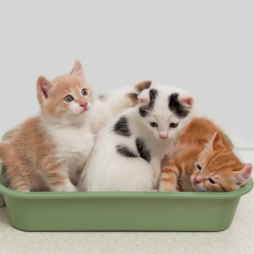 猫が喜ぶ「トイレの置き場所」(=^x^=)オススメ&ワースト3選