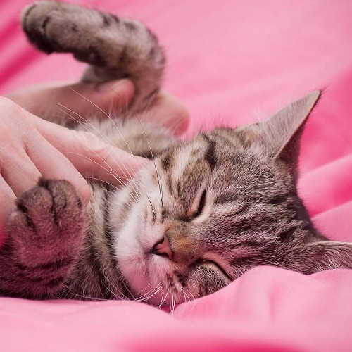 猫もメロメロになっちゃうかも♥猫を上手に撫でる3つのポイント