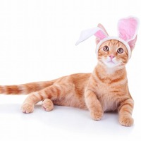 突然の発作の原因になることも！猫が嫌いな3つの音