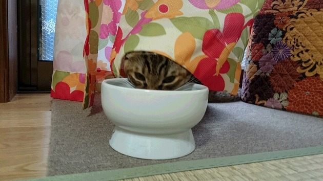 カーテンの下からぺろぺろ☆