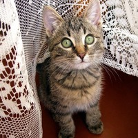 猫の毛色は〇〇で決まる！猫の毛色と模様の複雑な3つの法則とは