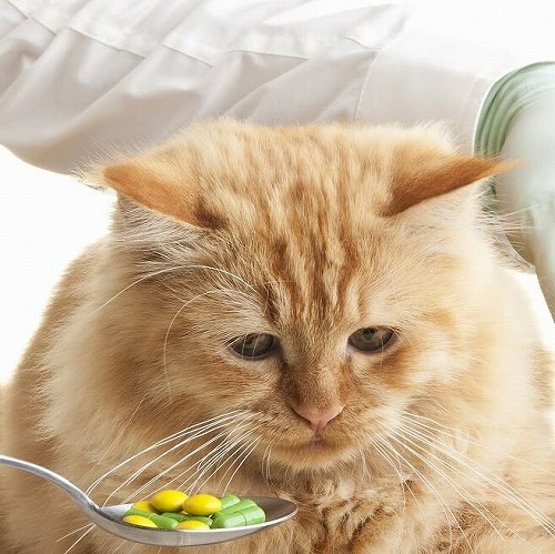 これで大丈夫！愛猫に薬を上手に飲ませる時に役に立つコツとは