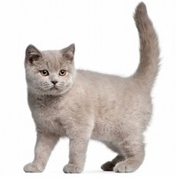 猫の気持ちは尻尾でわかる(=^x^=)猫の尻尾にまつわるトリビア