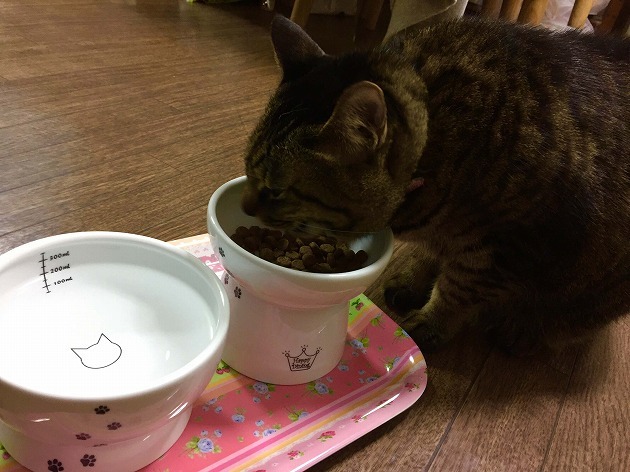 おNewのお茶碗だにゃん♡