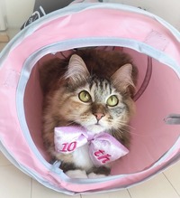 キャットトンネルでまったり♡