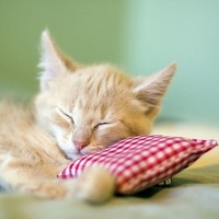 猫はなぜあんなに長く寝るの？単独で行動するの？猫ゴコロの不思議