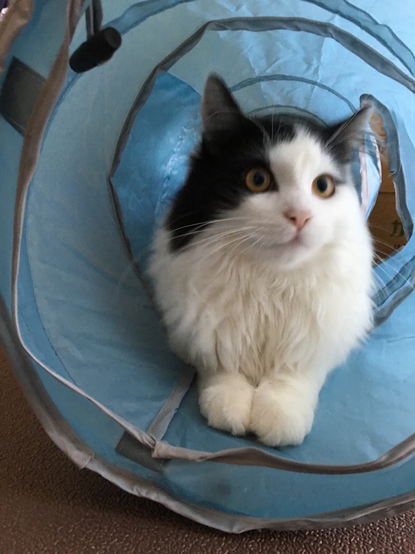 ☆猫壱写真投稿キャンペーンご当選☆