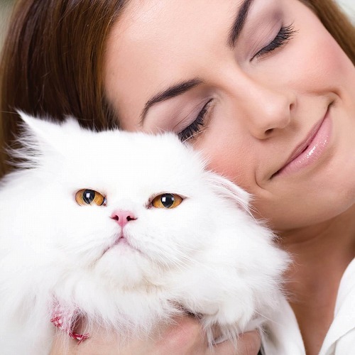 野良猫と飼い猫の違いはここでわかる！飼い猫と人間が絆が深い理由とは