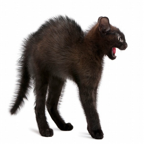 猫が興奮して大暴れ！パニック状態になった猫に対応する時のポイント