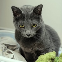 【猫と引っ越し】引っ越しをしたら猫がストレスに。猫と引っ越しの因果関係